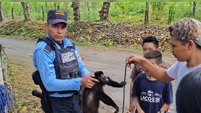 El animal ya está bajo el cuidado de las autoridades.