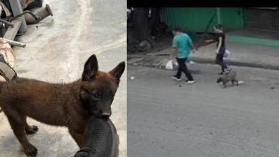 VIDEO: Captan a pareja llevándose perrita en barrio Lempira de SPS