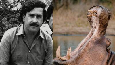 Lo que comenzó como un capricho del narcotraficante Pablo Escobar hoy se ha convertido en una amenaza real. Más de tres décadas después, los hipopótamos que alguna vez formaron parte de su zoológico privado podrían enfrentar su capítulo final.