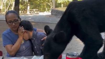 El oso se subió a la mesa y se comió los tacos y las enchiladas de la familia.