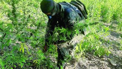 Miembros de las FF AA destruyeron el cultivo.