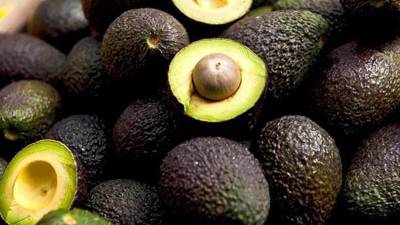 Expertos internacionales visitan Honduras para compartir conocimientos sobre el mejoramiento de la producción de aguacate.