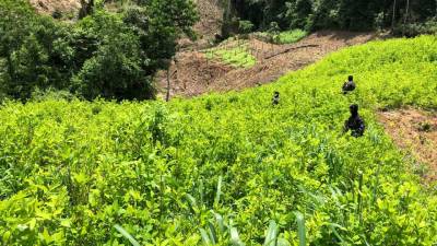 Las Fuerzas Armadas de Honduras (FFAA), ubicó este viernes 13 manzanas con cuatro mil arbustos de coca en Bonito Oriental, departamento de Colón.