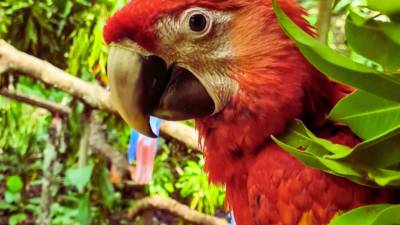 Antes de surcar libremente el cielo de Copán Ruinas, las guacamayas rojas pasan por un largo proceso de reproducción, cuidado, alimentación, entrenamiento y adaptación. Esta es la ruta que siguen hasta regresar al Valle Sagrado de la Guacamaya Roja.
