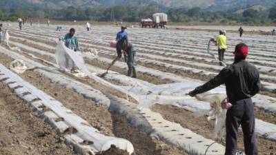 Sector. Productores de melón mientras preparan la siembra en el departamento de Choluteca.Archivo