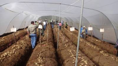Productores de papa tecnifican sus cultivos con invernadero.