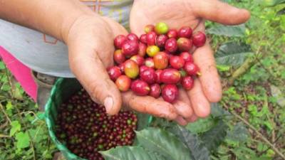 Una productora muestra cerezas de café recién cortadas. La temporada 2016-2017 ha sido favorable.