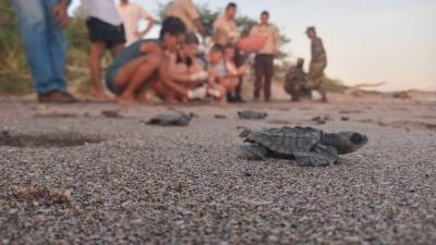 La liberación de los 439 tortuguillos contó con la presencia de turistas nacionales y extranjeros.