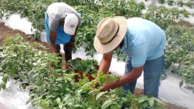 Productores en la cosecha de tomates.