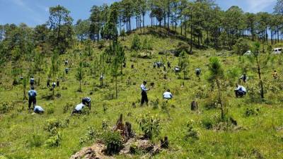 Las jornadas de reforestación ya están activadas, como está en la microcuenca Guaratoro.