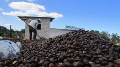 A la par que se reducen los ingresos por la caída de precios, la producción también se ha resentido.