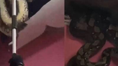 Las dos pitones se apareaban en el techo de una casa en Malasia.