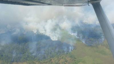 Una tragedia ambiental ocurre en la Biosfera del Río Plátano en el departamento de Gracias a Dios donde cientos de héctareas de bosques son consumidas por un incendio en la zona.