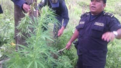 Las autoridades policiales fueron alertadas de que en esa zona había una plantación de marihuana.