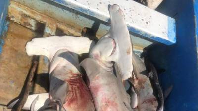 Honduras declaró en 2011 como santuario de tiburones las aguas del Caribe y el Pacífico.