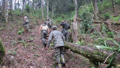 Efectivos militares del Primer Batallón de Ingenieros durante el corte de los árboles de café.