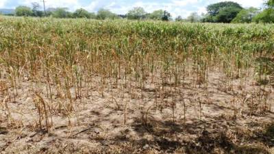 La sequía afectará a 161,403 familias de 13 departamentos de Honduras.