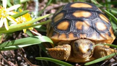 Fotografía cedida por la Comisión para la Conservación de la Pesca y la Fauna (FWC) de Florida, donde aparece una joven tortuga de la Florida (Gopherus polyphemus) mientras camina entre arbosutos florecidos. EFE/Renee Rau/FWC