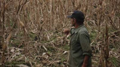 Nicaragua afronta una de las sequías más agudas de los últimos años, según el Gobierno de ese país.