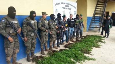 Unas 200 plantas de marihuana fueron decomisadas.