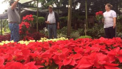 Senderos de pascuas adornan el Vivero Campo Verde, donde durante esta temporada muchos clientes llegan para adquirir la tradicional flor.