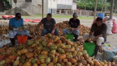 Cuatro personas trabajan en la extracción de almendras de frutos de cacao en el Cedec-Jas de La Masica.