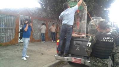 Los animales fueron rescatados el pasado martes.