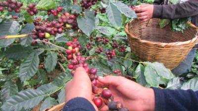 El país es un alto productor de café.