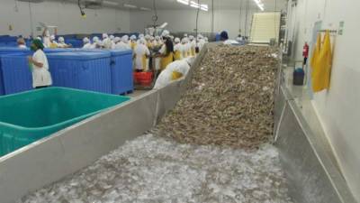 La industria camaronera representa un pilar en la economía de la zona sur de Honduras.