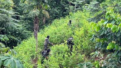 En lo va de 2022 se han destruido al menos 4 millones de plantas de cocaína.