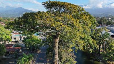 El árbol de Ceiba, que está contiguo al estero y el barrio la Isla, es uno de los más longevos que hay en la ciudad. Son árboles que crecen enormes; sin embargo, los que actualmente hay no han alcanzado la magnitud del que observaron los primeros pobladores del entonces caserío de La Ceiba.