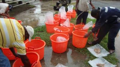 Las autoridades hondureñas insisten en que el camarón producido en el país está libre de la enfermedad que aducen las autoridades sanitarias mexicanas.