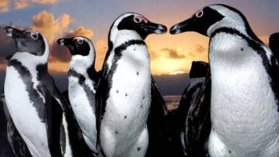 Hace cien años vivían en la costa y las islas de Sudáfrica y Namibia alrededor de un millón de pingüinos africanos.
