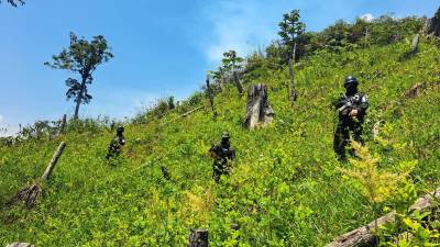 Soldados hondureños en las plantaciones de hoja de coca.