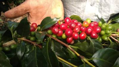 Del primero de octubre de 2020 al 15 de junio de 2021, Honduras exportó más de 5.6 millones de quintales de café.