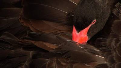 La teoría del Cisne Negroes una metáfora que encierra el concepto de que cuando un evento es una sorpresa y tiene un gran impacto