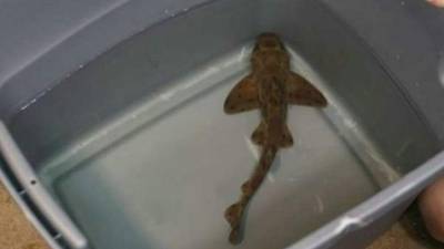 El tiburón fue recuperado con vida por la policía de Texas en San Antonio, Estados Unidos. Foto.AFP