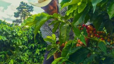 Un productor trabaja en la cosecha de café. Más de 200,000 familias son beneficiadas directamente por esta actividad.