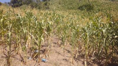 La falta de lluvias amenaza los medios de subsistencia de unas 65,000 familias en el Corredor Seco.