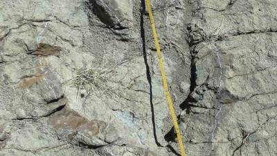 La huella del dinosaurio mide más de un metro de largo y podría ser de un Brachiosaurus. Foto.AFP