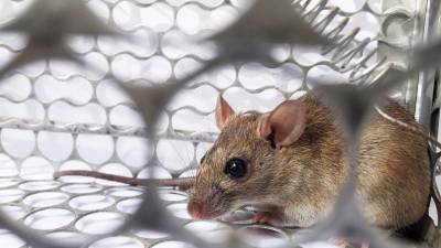 El brote de hantavirus detectado en el crucero polar MV Hondius mantiene en alerta a las autoridades sanitarias internacionales después de que se confirmaran cinco casos positivos y otros cuatro sospechosos entre pasajeros y tripulantes del barco, que realizó una travesía entre Argentina, Sudáfrica y Cabo Verde.