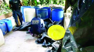 A extraditables les destruyen plantaciones de coca en Colón