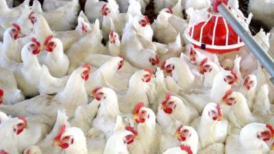 Una granja de gallinas ponedoras en zona norte.