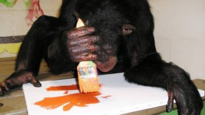Fotografía cedida por el Centro para Grandes Simios en donde aparece la chimpancé Kenya pintando una de las obras que serán exhibidas como parte de la muestra 'Simios que pintan' en la galería Frames USA & Art en Miami, Florida (EE.UU.). Las habilidades de los simios para la pintura sorprenden y deleitan en la muestra que se exhibe a partir de este viernes en una galería de Miami (Florida), que tiene como estrella cotizada de los pinceles a 'Bubbles', el chimpancé del fallecido cantante Michael Jackson. La creatividad y vibrante colorido del más de medio centenar de piezas exhibidas en la muestra 'Simios que pintan' atraerá, sin duda, a la galería Frames USA & Art Gallery a un gran número de curiosos, aficionados y amantes de los animales.