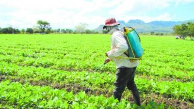 Para el Incae es necesario que los países de la región activen el agro para garantizar el abastecimiento de alimentos a la población.