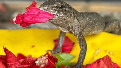 En Útila, la vida volvió a abrirse paso entre la nostalgia. La<a rel=nofollow noopener noreferrer href=https://www.facebook.com/iguanastation target=_blank> Iguana Research and Breeding Station</a> anunció el nacimiento de las primeras crías de Swamper de la temporada reproductiva 2026, una noticia que llena de esperanza a quienes trabajan por la conservación de esta especie endémica y única en el mundo.