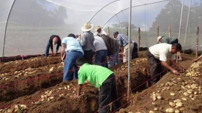 El plan de negocios beneficia directamente a unos 2 mil productores lencas de Intibucá.