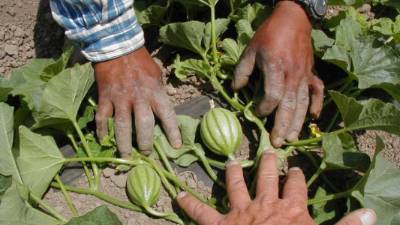 Agro Productores esperan generar $60 millones en divisas en 2013-2014