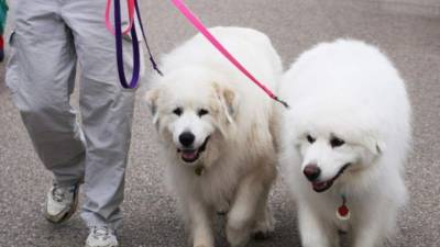Camine 20 minutos diarios: lo mantendrá sano y bajará de peso.