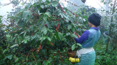 Las exportaciones de café de Honduras bajaron el 37% en divisas y 21,8 % en volumen en los primeros cuatro meses de la cosecha 2013-2014.